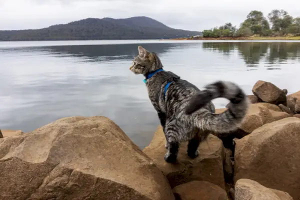 Une image capturant la curiosité ludique d’un chat.