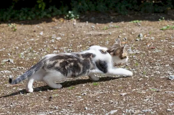 Obraz zobrazující kočku ve skrčené poloze blízko země.