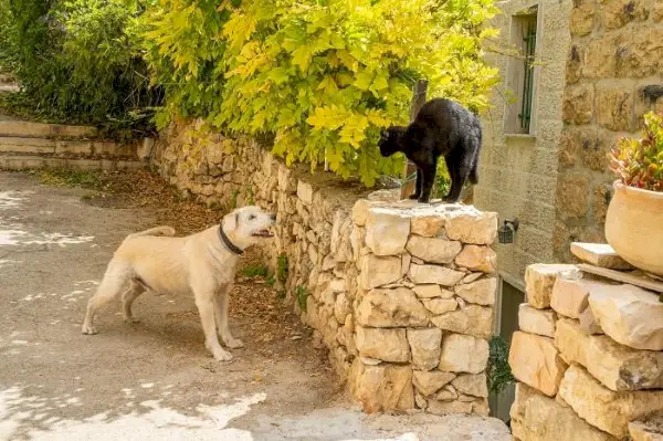 תמונה המעבירה הודעת אזהרה ברורה מחתול.