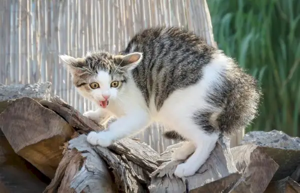 Uma imagem capturando um gatinho exibindo uma postura defensiva.