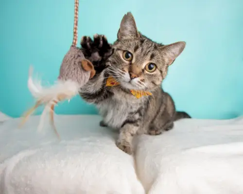 Niedlicher kurzhaariger Tabby, der mit Spielzeug spielt