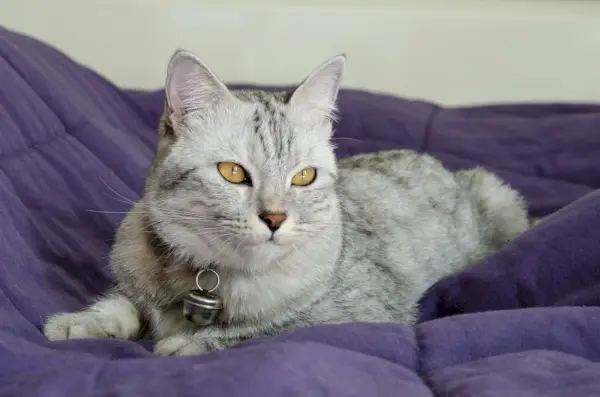 Le beau chat est allongé sur une couverture violette