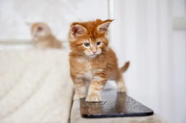 Gattino del Maine Coon