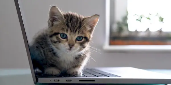 Lindo gatito sentado en una computadora portátil