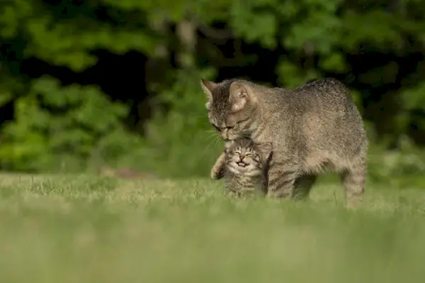 Mamma gatta con il suo gattino