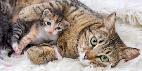 Gatto e gattino insieme