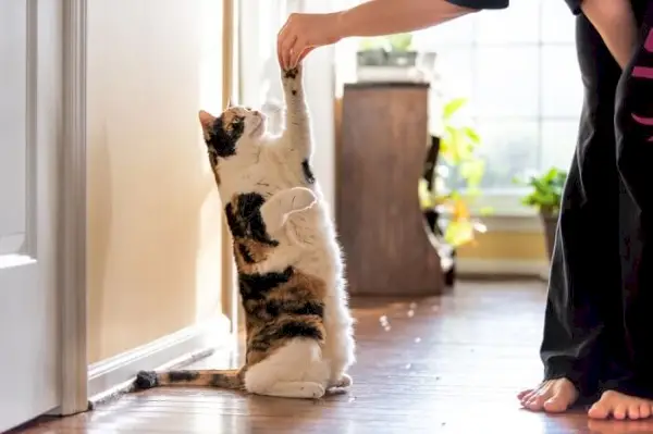 Image d’un chat calico exécutant des tours.