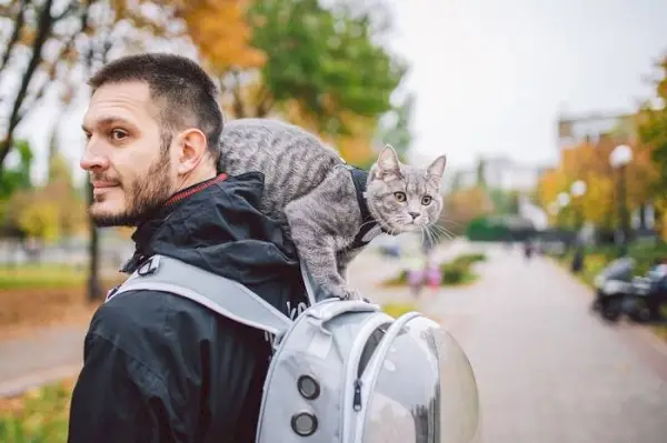 Imagem de um gato cinza com uma pessoa.