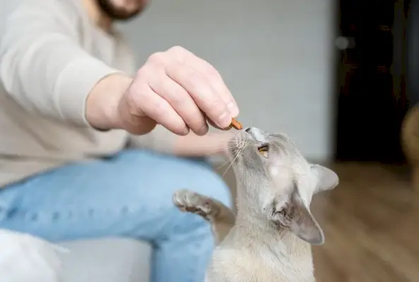 Vaizdas, kuriame katė valgo skanėstus.