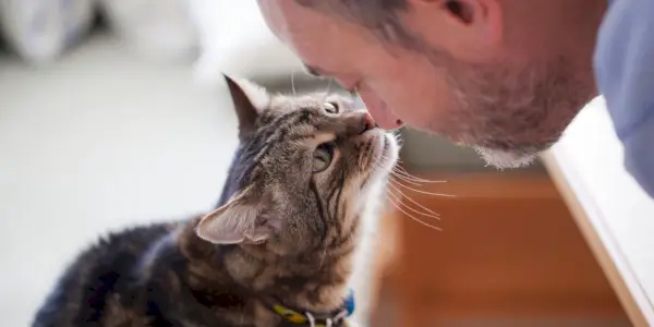 Afbeelding van een persoon die tegen een kat praat.