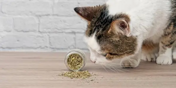 Image d'un chat interagissant avec de l'herbe à chat.