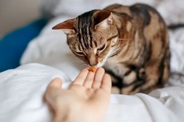 Kedisini besleme eylemi yapan bir evcil hayvan sahibini gösteren resim