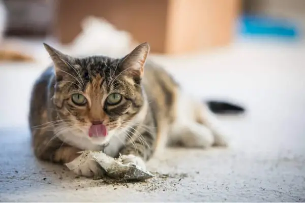 Kalikokatze spielt mit Katzenminze