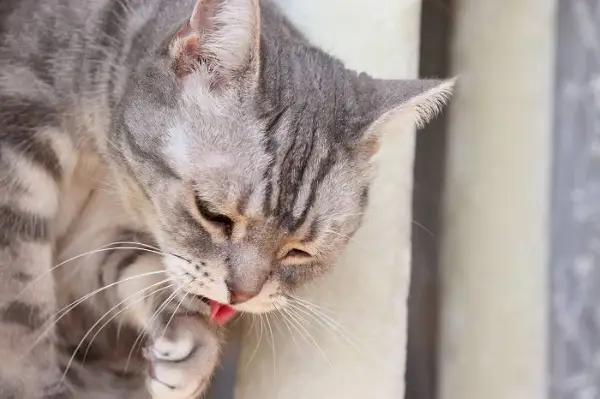 Image illustrant un chat qui vomit.