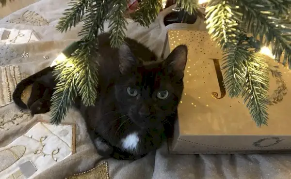 gat negre sota l'arbre de Nadal