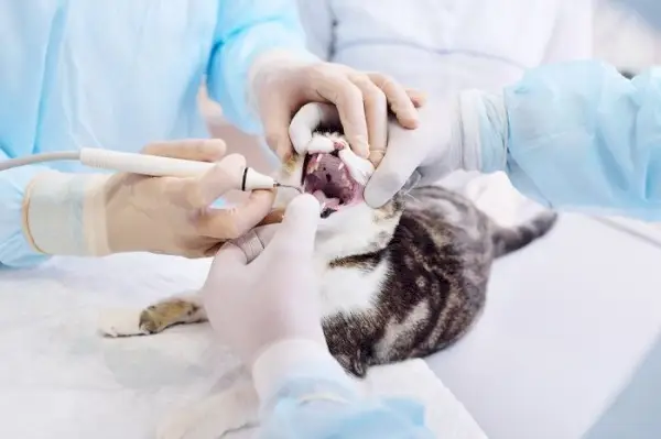 El veterinario examina los dientes del gato.