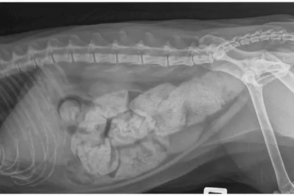 Radiographie montrant la constipation du chat.