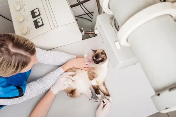 chat en préparation pour une radiographie