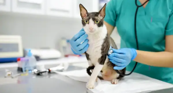 Ein Tierarzt drückt ein Stethoskop auf den Brustbereich einer Katze.