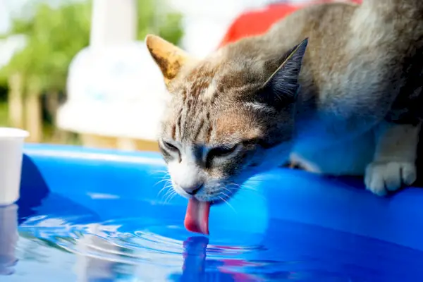 Diliyle su içen kedi