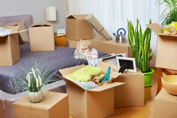 Gato sentado em uma cama rodeado de caixas e plantas