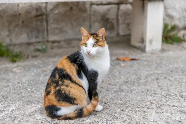 Een kat die op straat zit en zijn omgeving observeert.