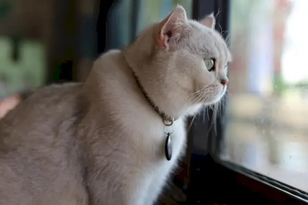 Wachsame weiße Katze im Fenster