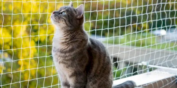 Eine Katze auf einem Balkon, die Aussicht und die frische Luft genießend.