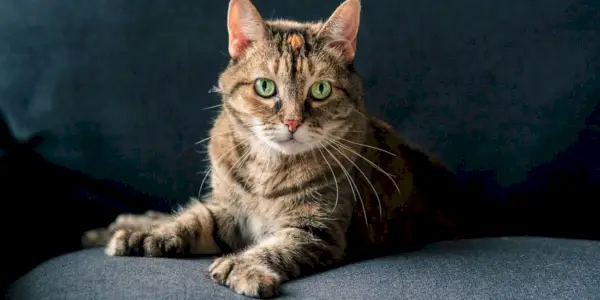 Polydactyl katt med extra tår