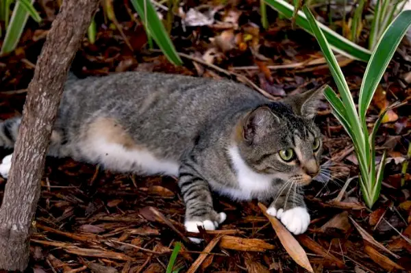 Persoonlijkheid van polydactyle katten