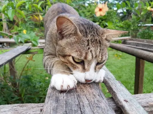 Katze kratzt an einem Gegenstand