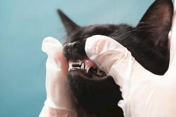 dientes de gato