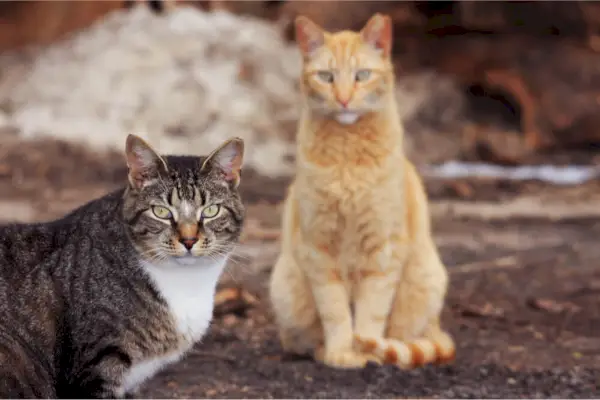 La experiencia influye en la rapidez con la que envejecen los gatos.