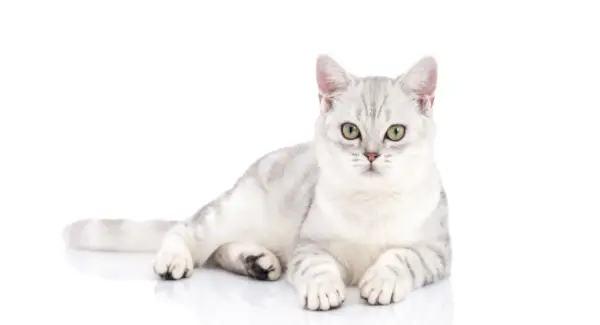 Um gato American Shorthair com uma aparência irresistivelmente fofa, mostrando suas características distintas de raça e personalidade cativante.