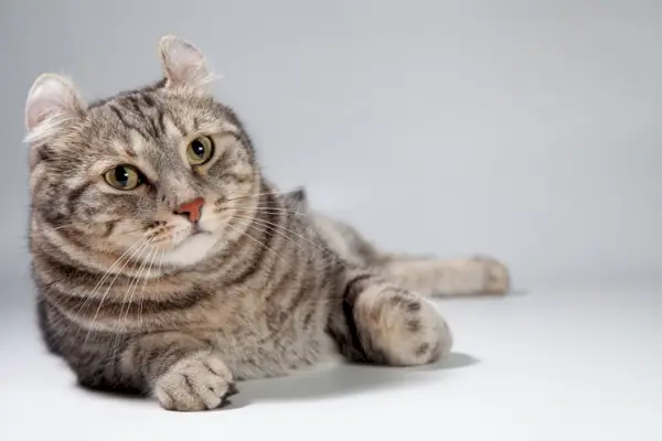 Una imagen de un gato americano de pelo corto, que personifica las características por excelencia de la raza, desde sus rasgos bien definidos hasta su comportamiento confiado.