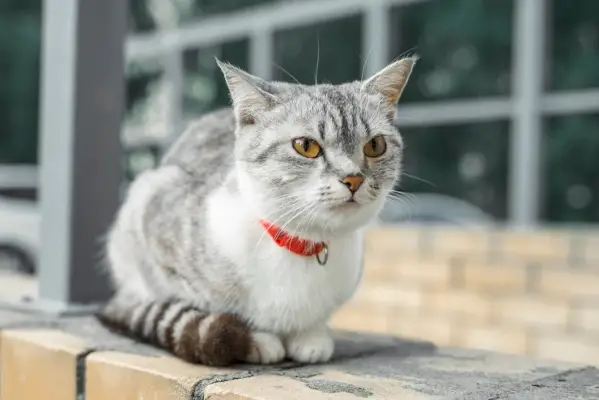 Une image mettant en vedette un adorable chat American Shorthair, respirant la gentillesse avec ses yeux expressifs et sa présence charmante.