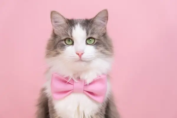 Una imagen de un gato que desprende majestuosidad y elegancia, con un porte regio y una presencia cautivadora.