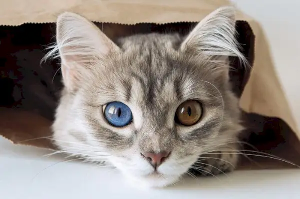 Una imagen de un adorable gato gris, su ternura acentuada por su suave pelaje y su expresión entrañable.