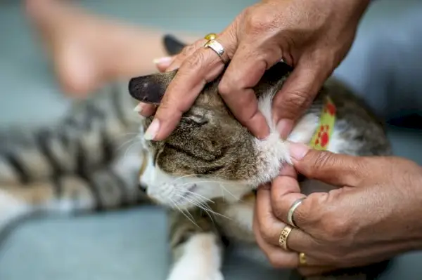 pulgas de gato