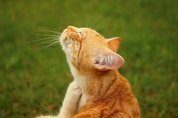 So werden Sie Flöhe bei Ihrer Katze los