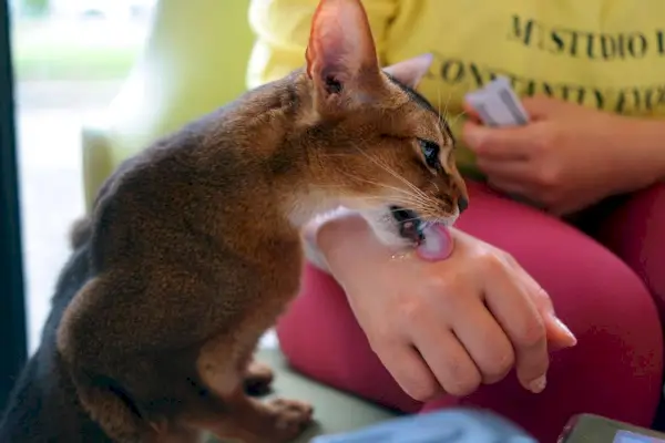 kissa tulee ja nuolee kissaherkkua