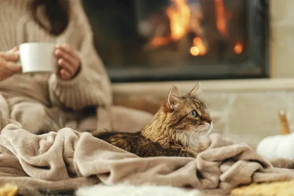 Leuke kat liggend op een gezellige deken