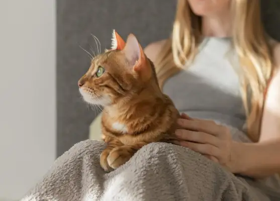 El gato doméstico se sitúa en el regazo de su dueño.