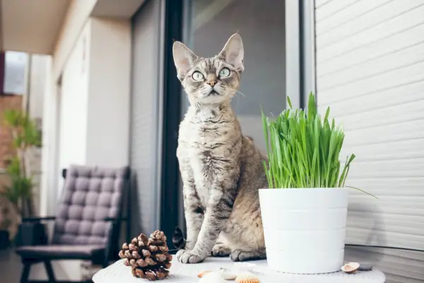 Devon Rex katten sitter