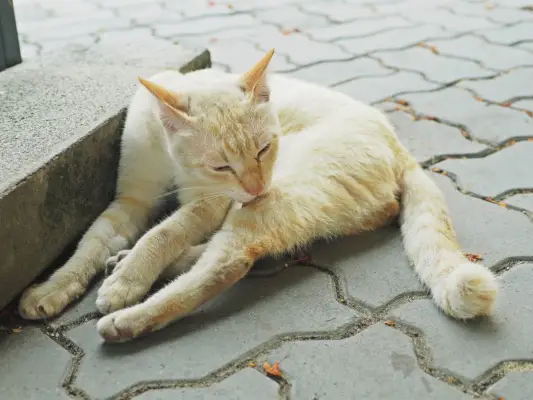 chat qui se lèche