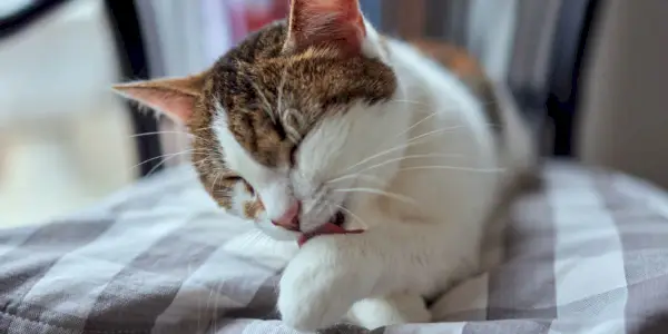 Como impedir um gato de lamber as feridas