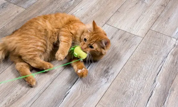 gato vermelho brincando com brinquedo