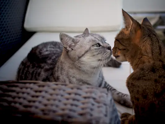 Shorthair britânico e gato Savannah