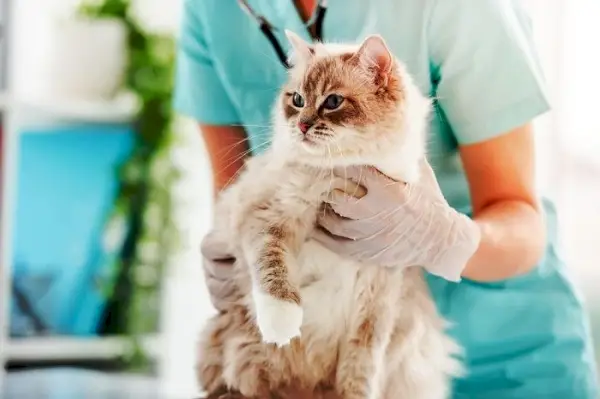 Femeie veterinară ținând o pisică ragdoll pufoasă în timpul îngrijirii medicale