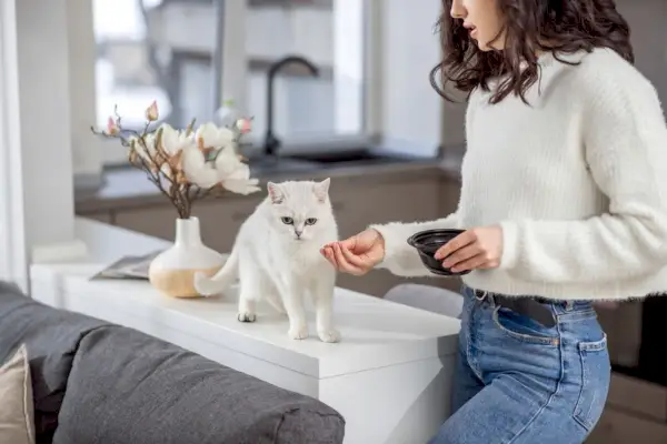 vrouw die haar witte kat voedt